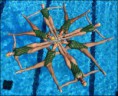 /album/fotogaleria/natacion-sincronizada21-jpg1/